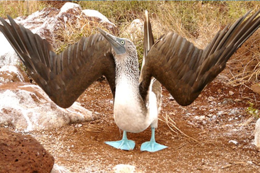 Top 7 Blue Footed Booby Facts - Rainforest Cruises