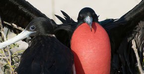 Galapagos Frigatebird