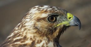 Galapagos Hawk