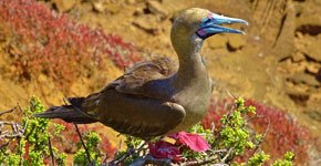 Galapagos red booby