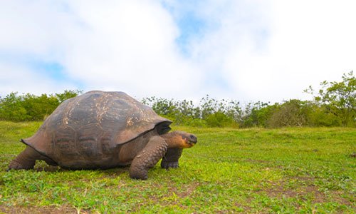 Santa Cruz Galapagos Tortoise