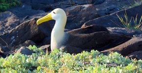 Galapagos albatross