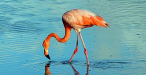 Galapagos Flamingo