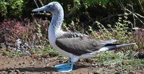 Galapagos Blue footed Booby