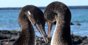 Galapagos flightless cormorants