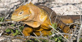 Galapagos land iguana