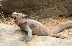 Marine Iguana