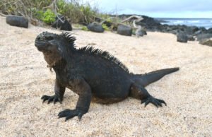 Marine Iguana