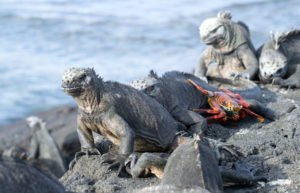 Marine Iguana