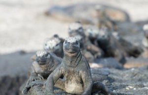 Marine Iguana