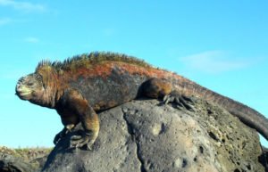Marine Iguana