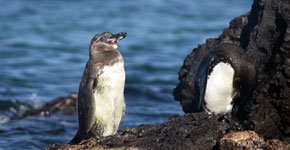 Galapagos Penguin