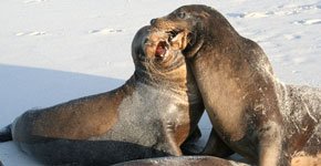 Galapagos sea lion