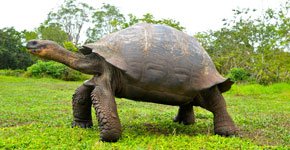 galapagos-giant-tortoise