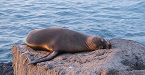 Galapagos Fur seal