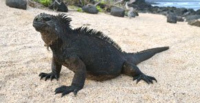 Galapagos marine iguana