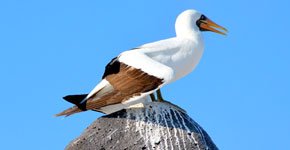 Galapagos nazca booby