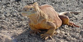 santa-fe-land-iguana