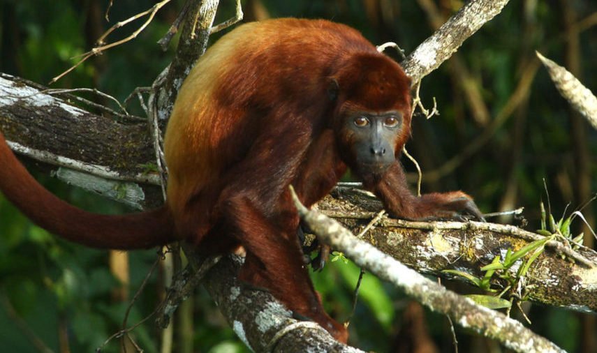 Monkey at Ecuador Amazon