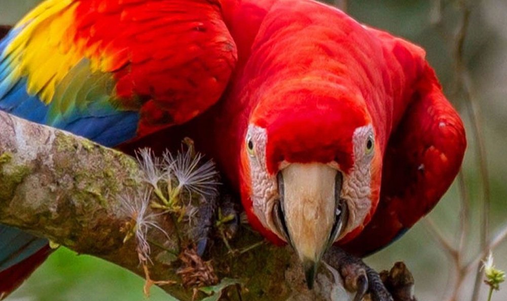 Tambopata Macaw