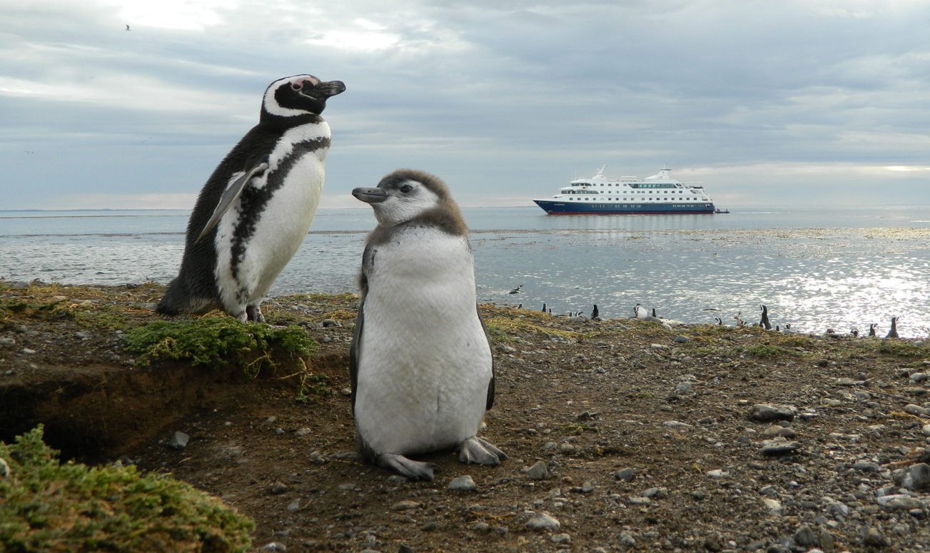 Magdalena Island penguins