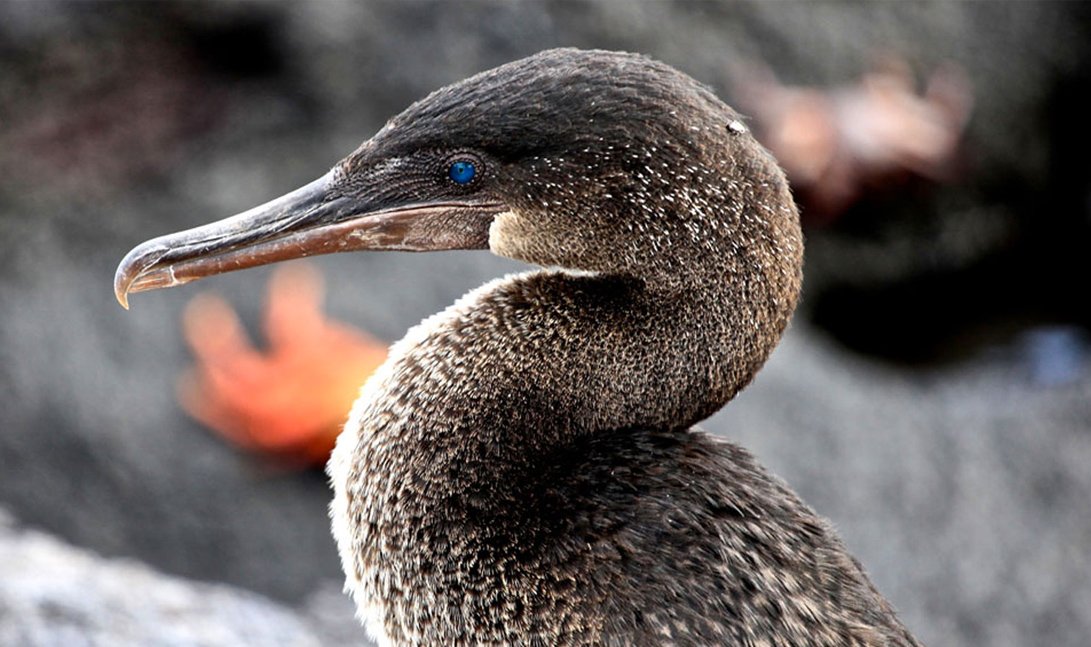 Galapagos Flightless Cormorant by Andean Discovery