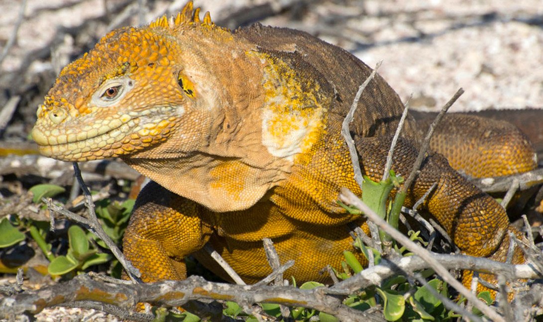 Galapagos Santa Fe land iguana by Andean Discovery