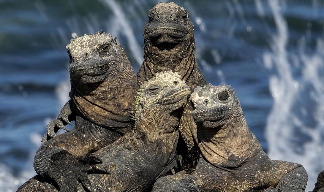 Marine Iguana iguana-laut-wikipedia-bahasa-indonesia-ensiklopedia-bebas