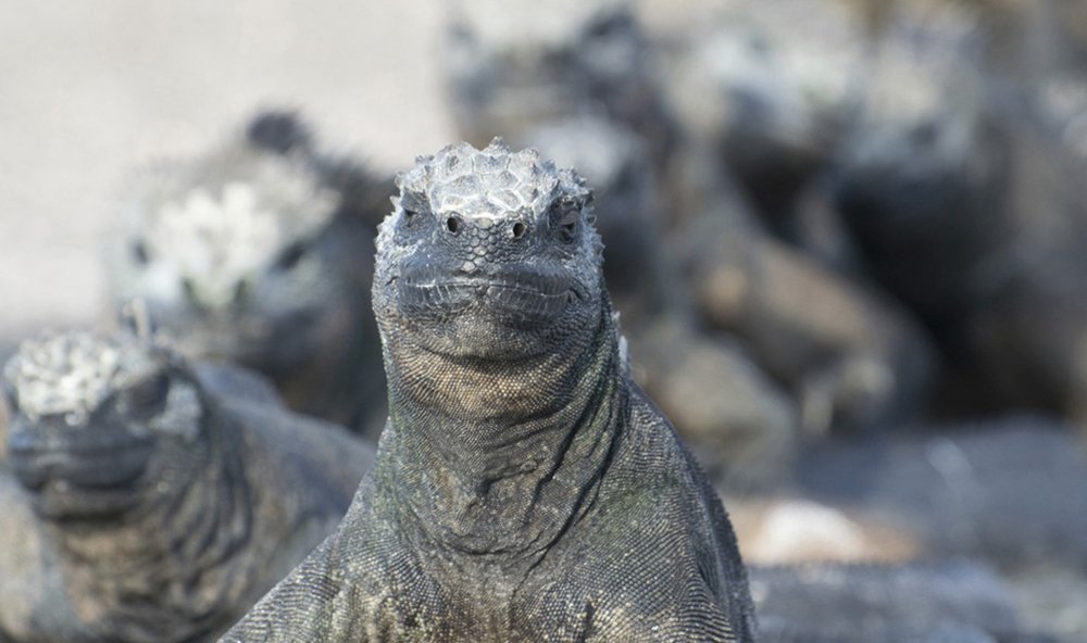 Santiago Island, Galapagos Islands by Andean Discovery Santiago Island, Galapagos Islands by Andean Discovery