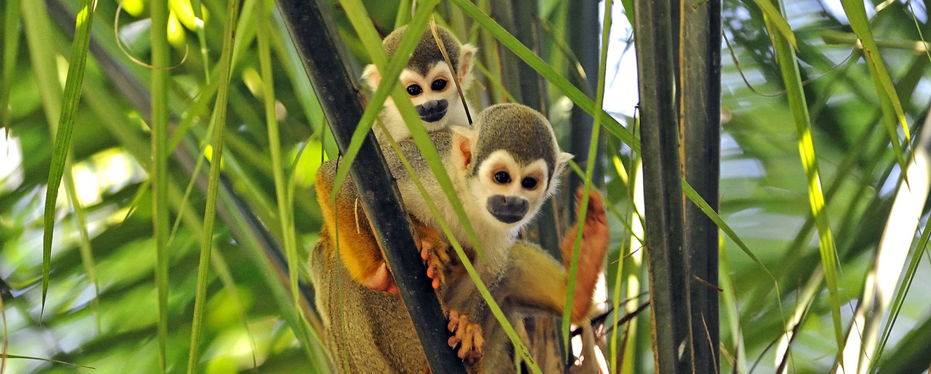 Ecuador Amazon monkey